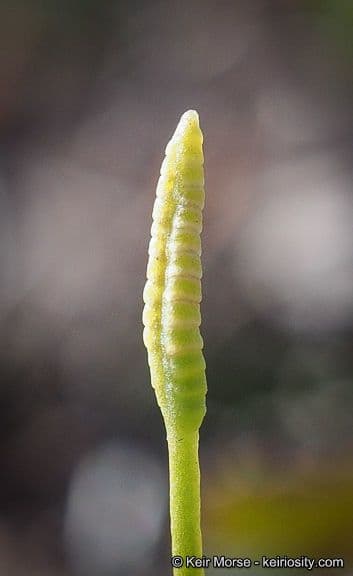 Ophioglossum californicum 4