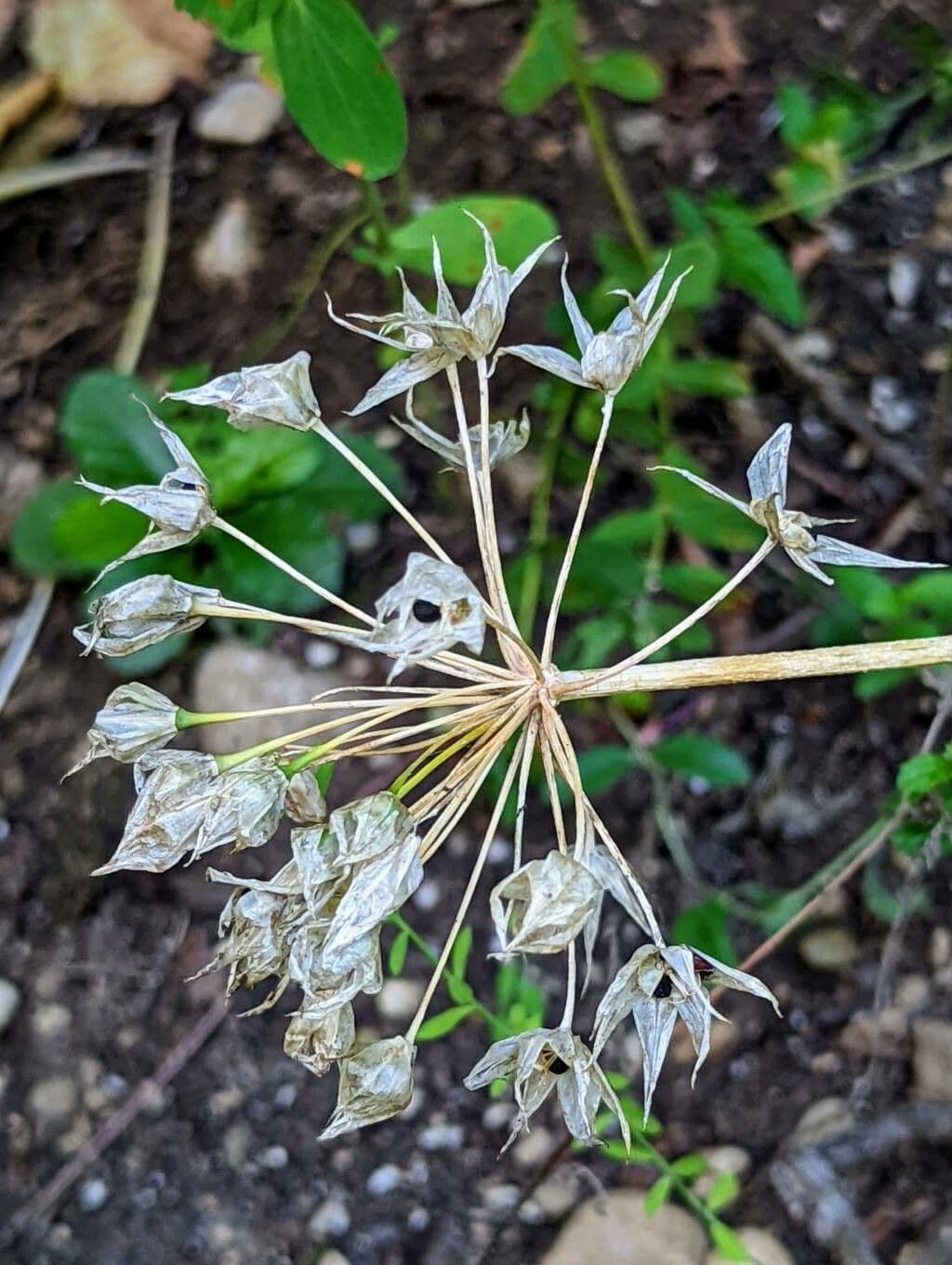 Einblatt-Knoblauch