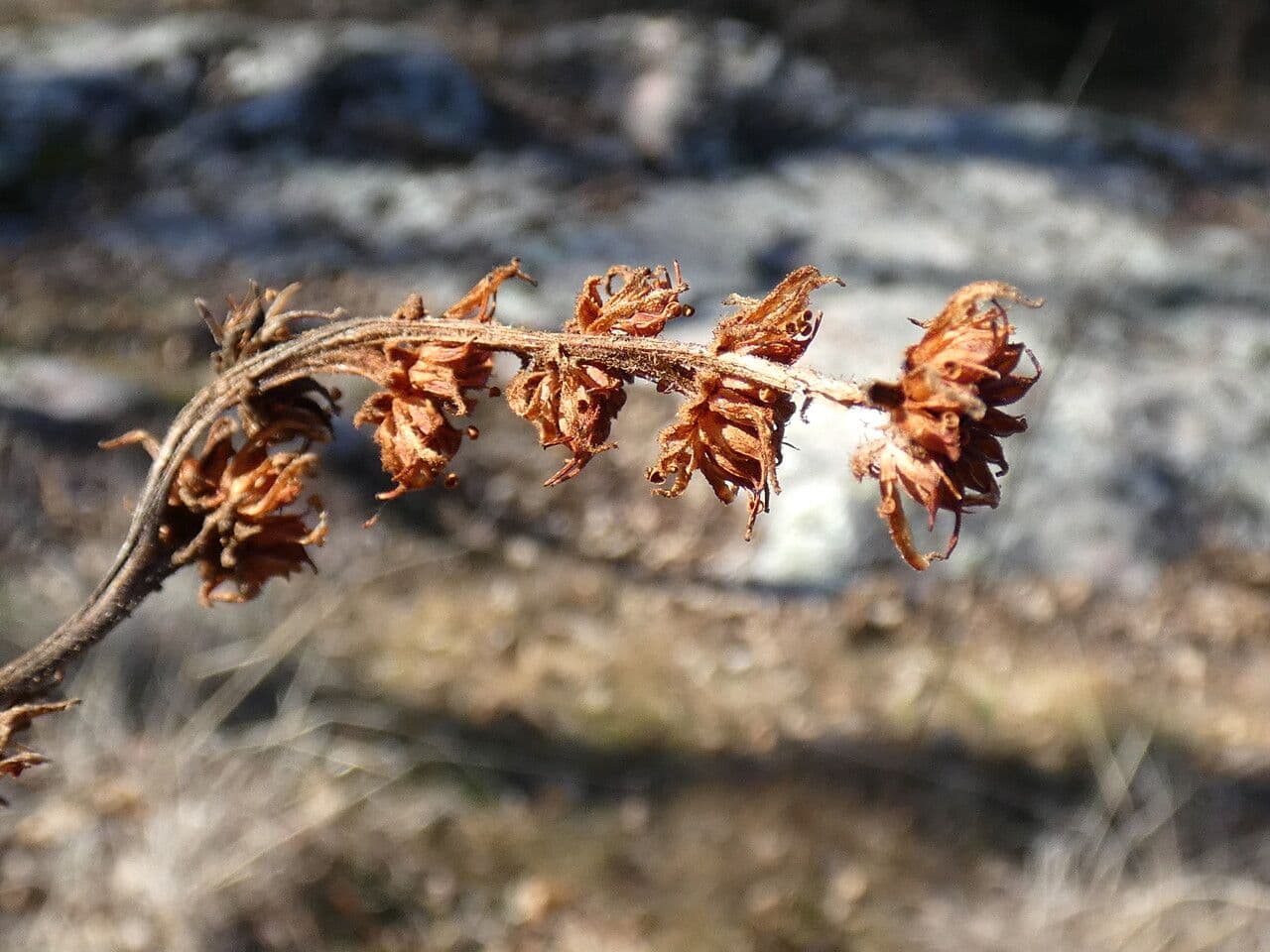 Semprevivo maggiore 5