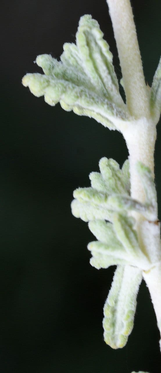 Teucrium 15