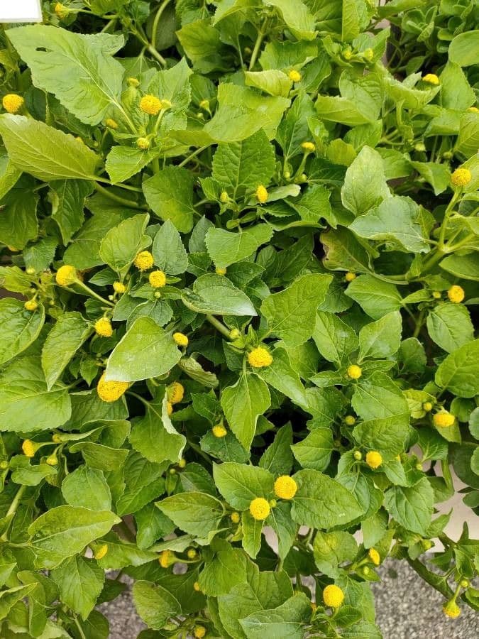 Acmella oleracea 17