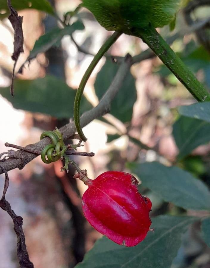 Paullinia meliifolia
