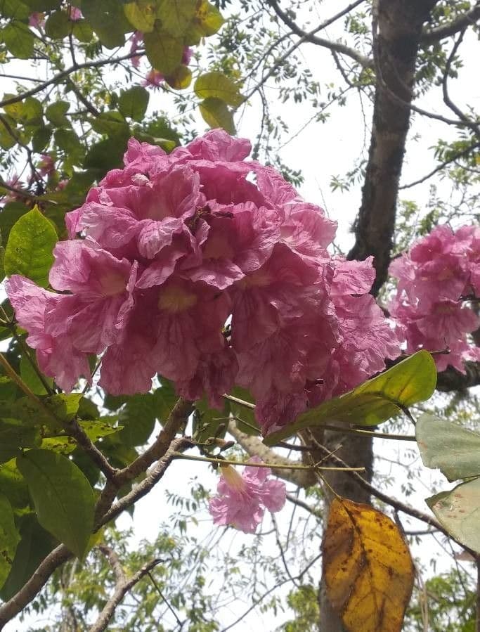 Roble blanco 10