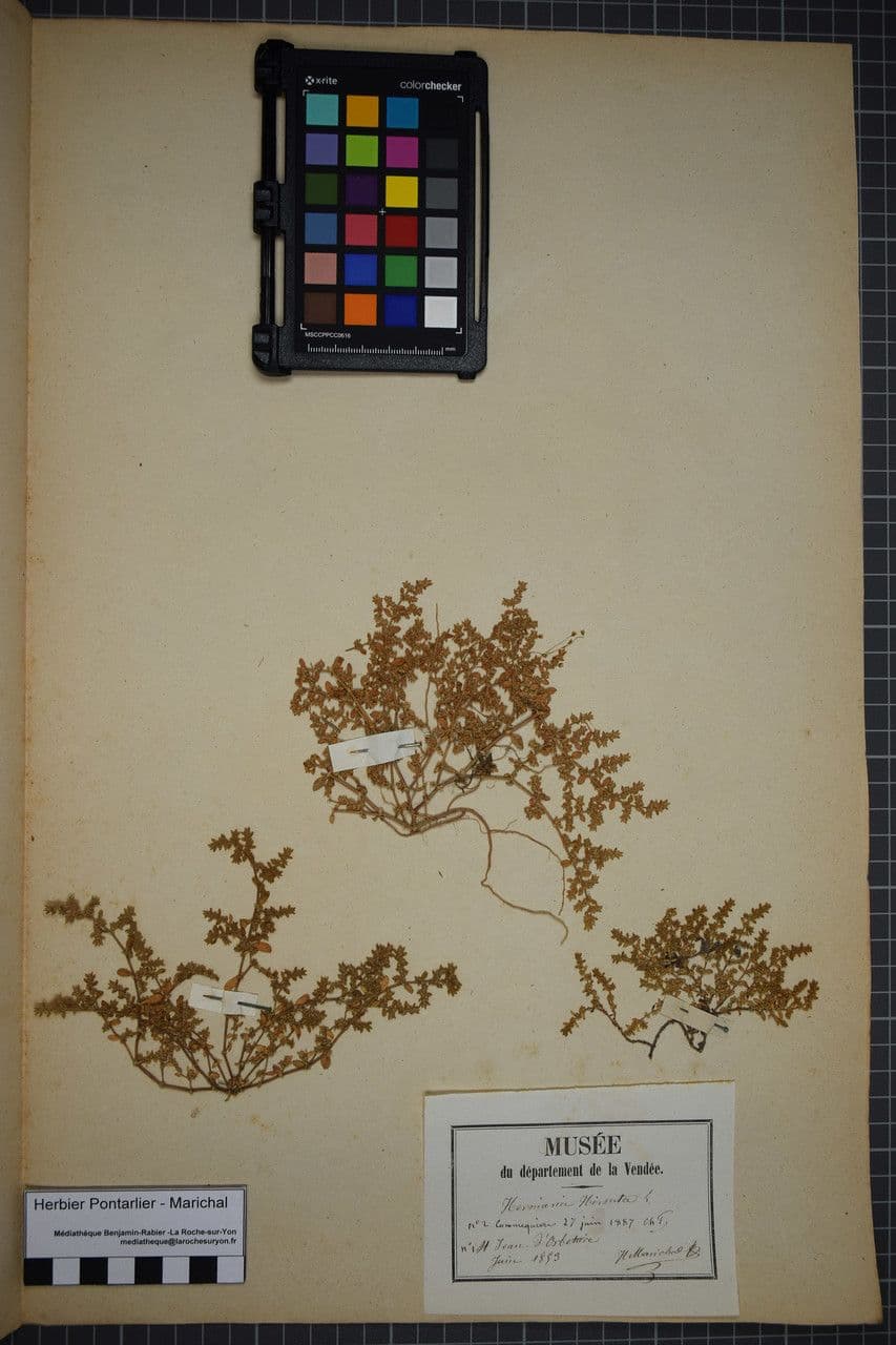 Herniaria hirsuta 26