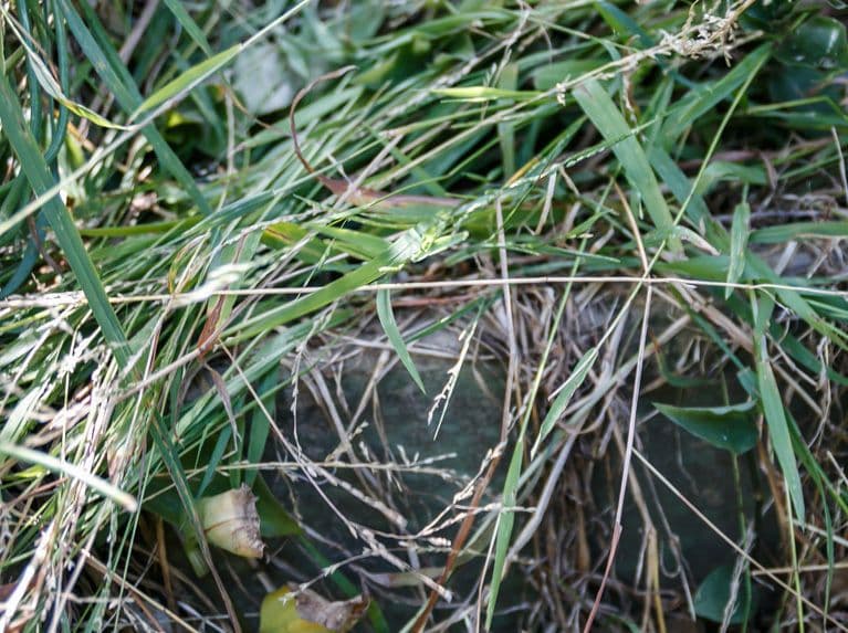 Aufrechte Ehrharta 9