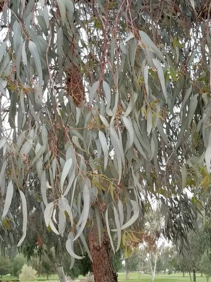 Blauer Eukalyptus 20