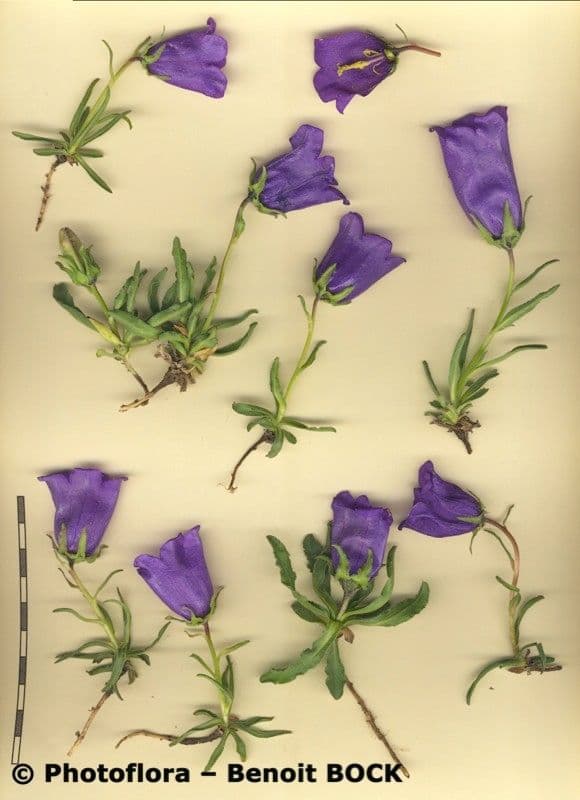Campanula alpestre 20