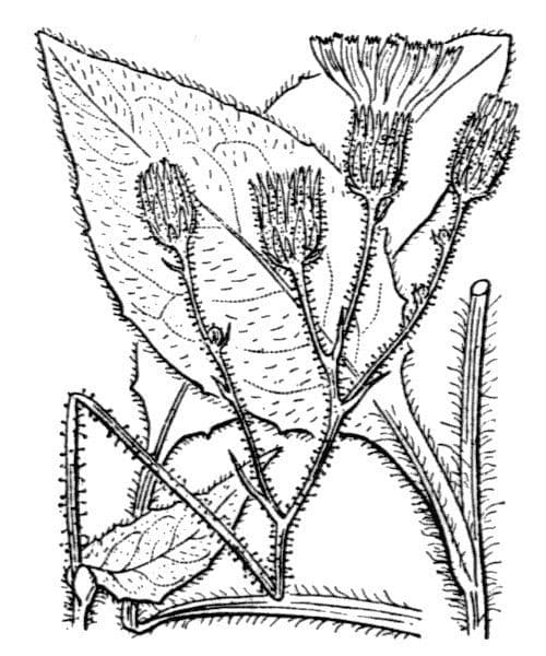 Habichtskraut 16