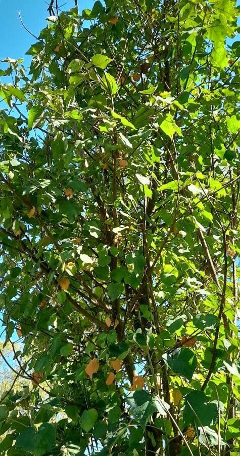 Croton 10