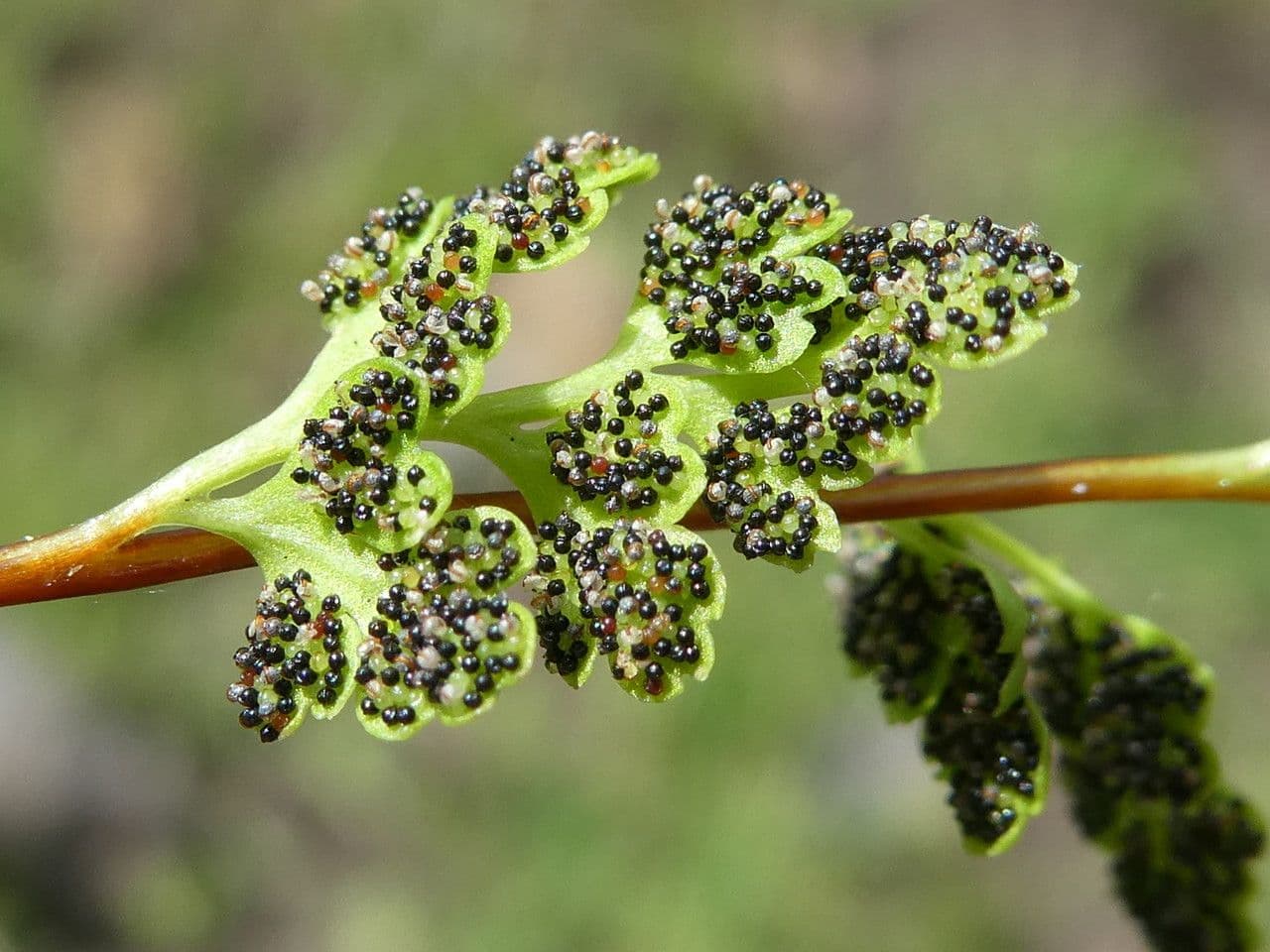 Anogramma leptophylla 16