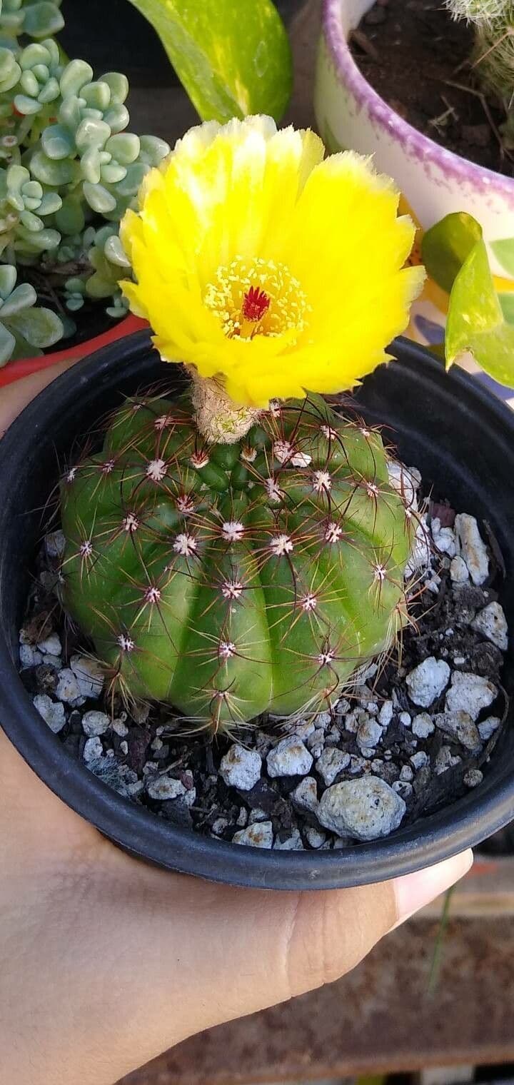Parodia 7