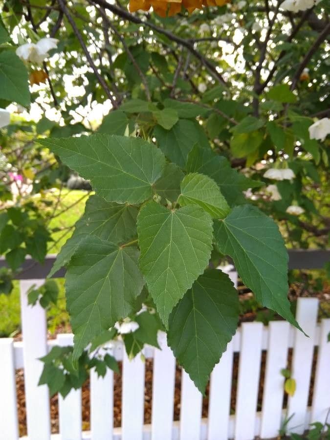 Dombeya 9