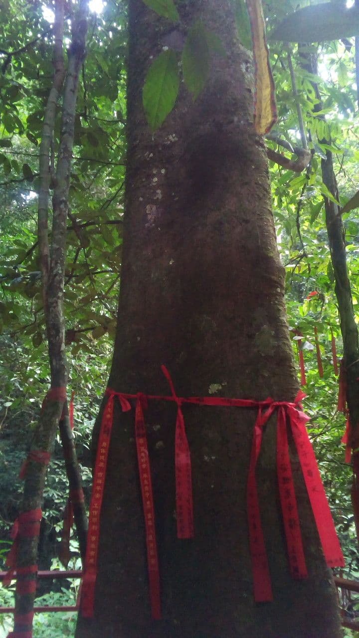 Sloanea dasycarpa 3