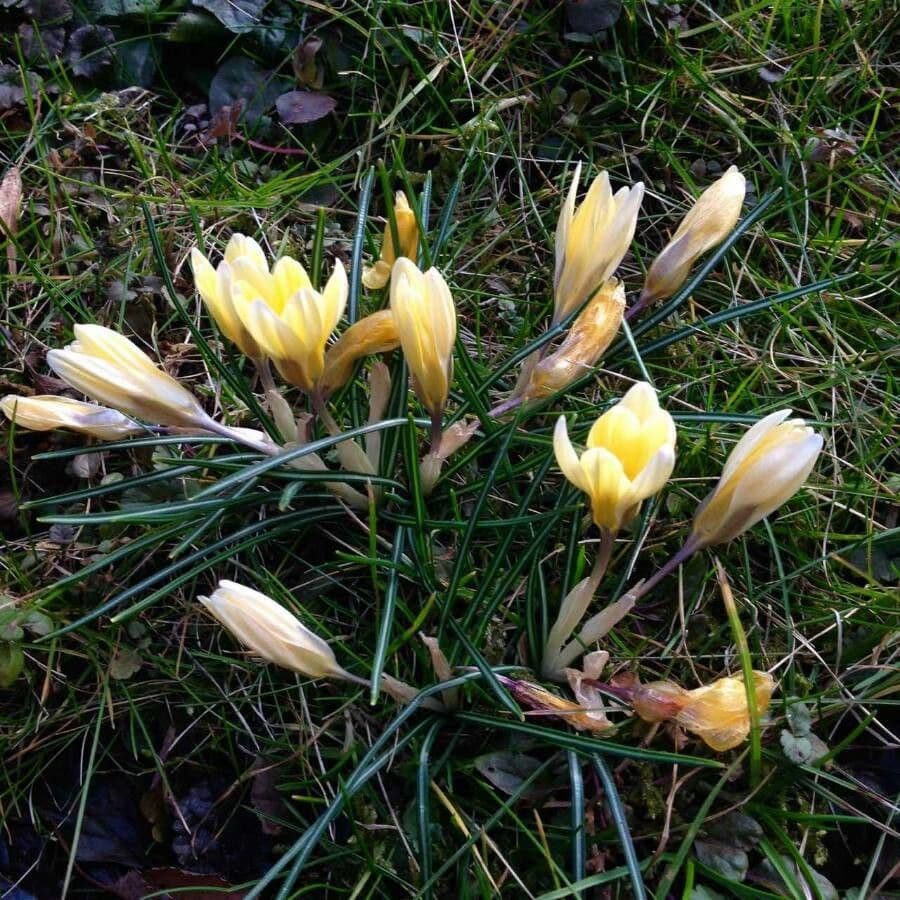 Goldkrokus 2