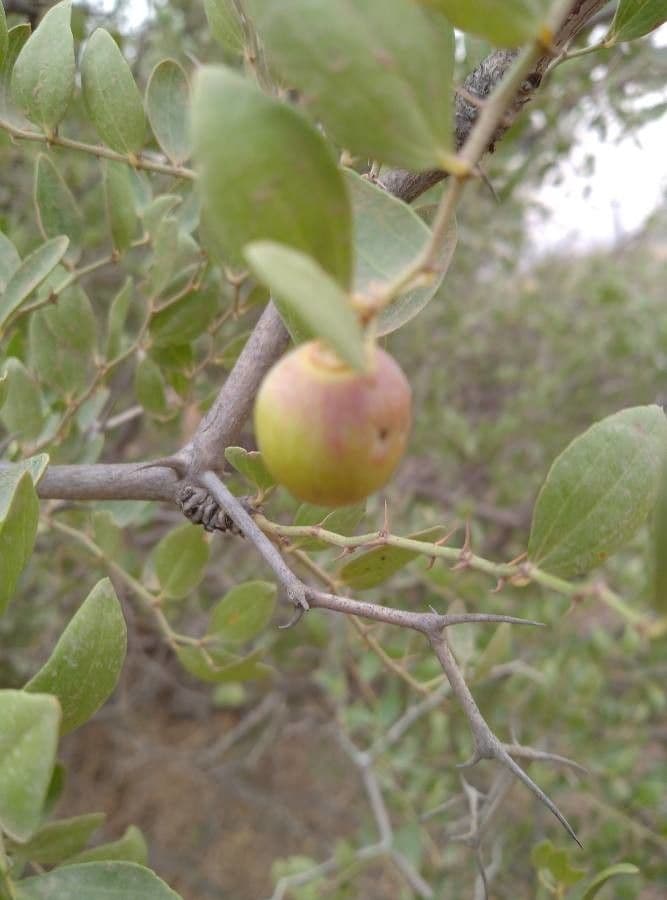 Jujube 2