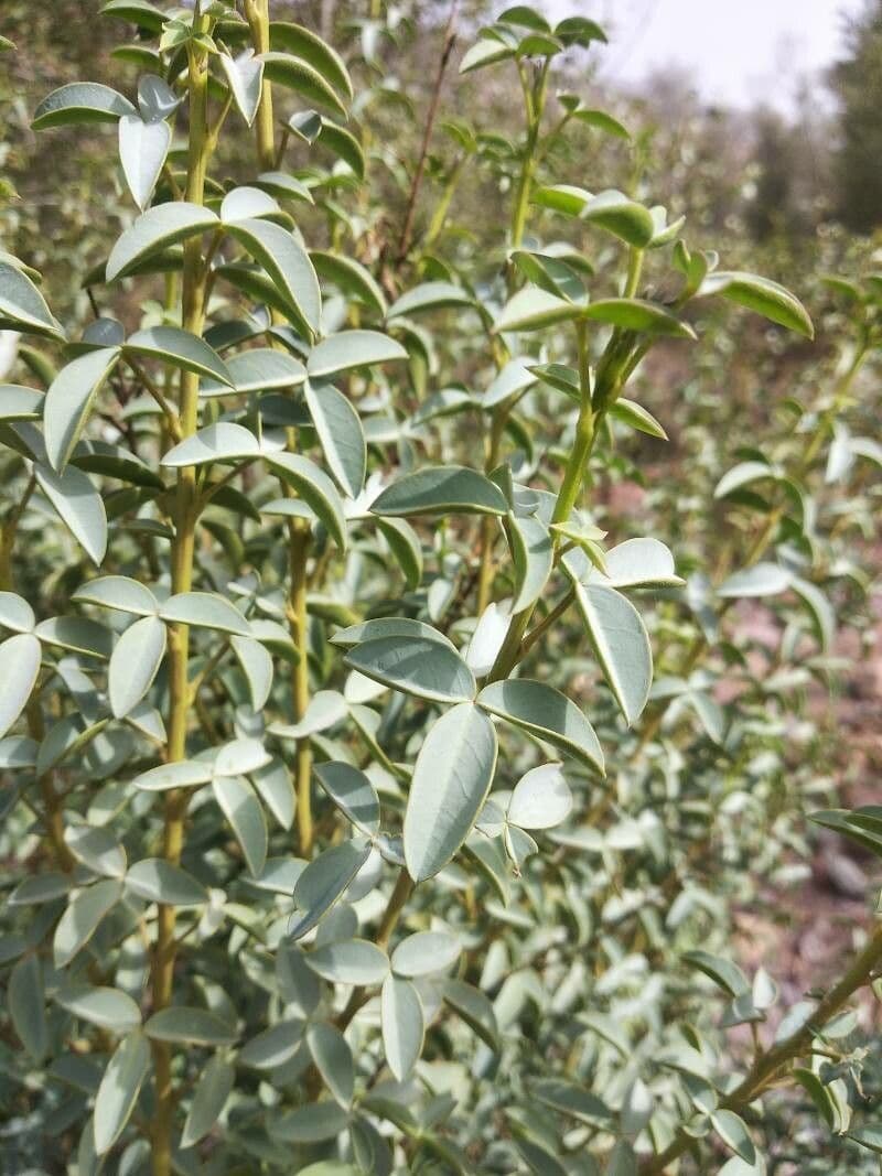 Adenocarpus 12