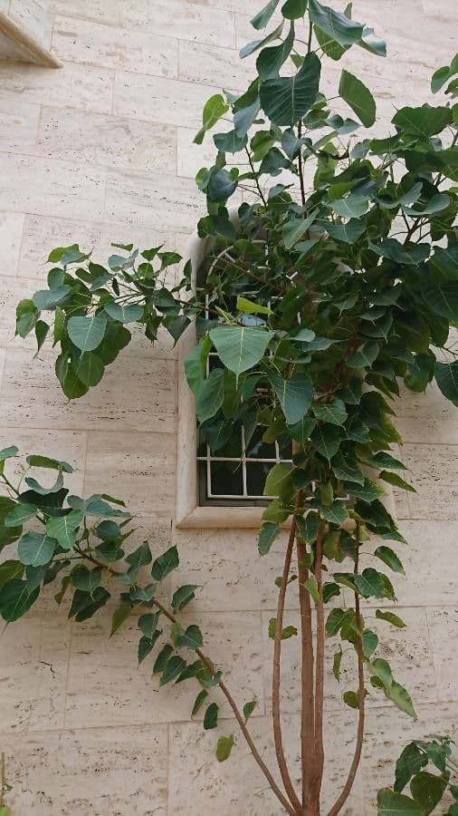 Cordia myxa 13