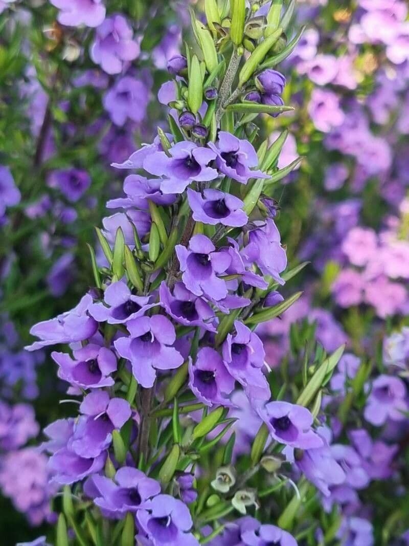 Prostanthera 2
