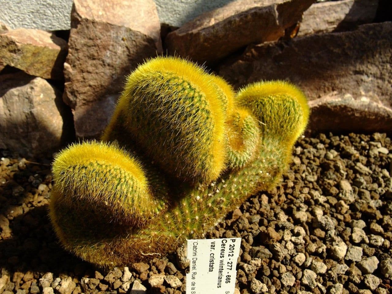 Cactus