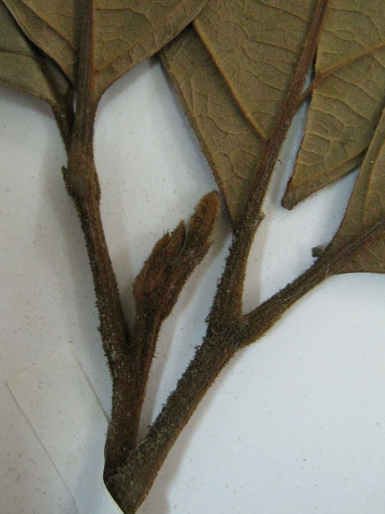 Cupania 3