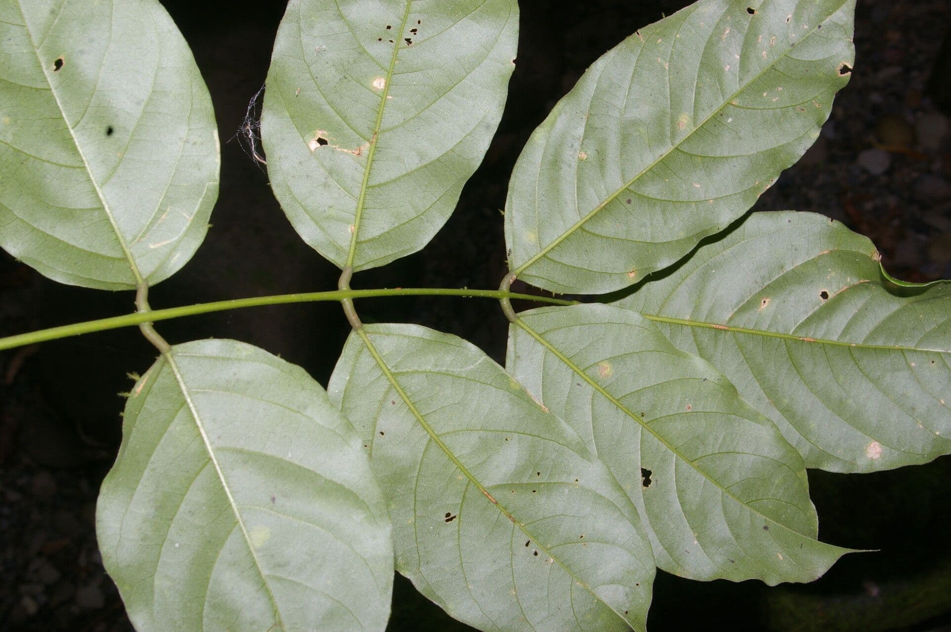 Lonchocarpus 4