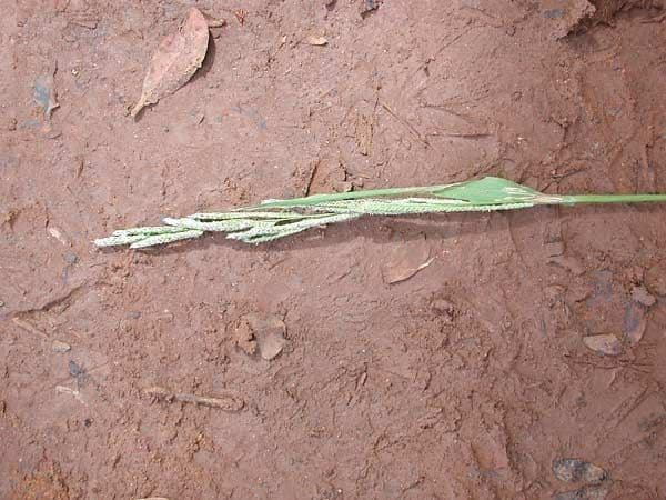 Urville-Paspalum 12