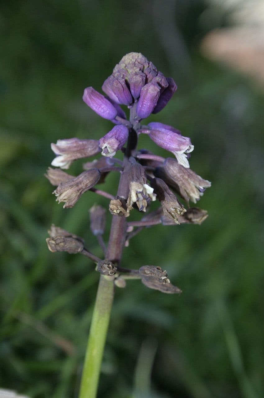Bellevalia 3