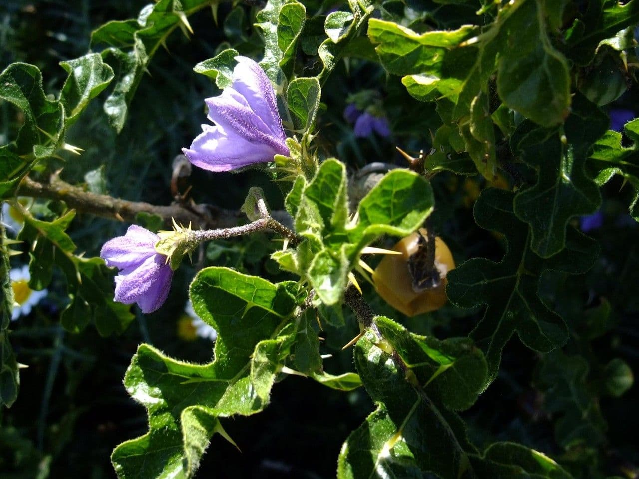 Solanum 20