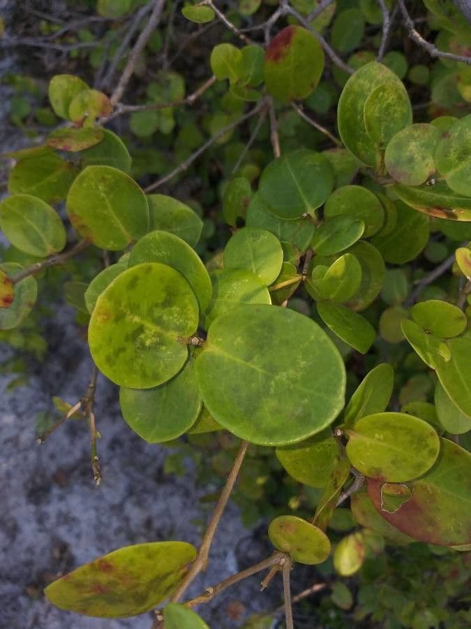 Erythroxylum