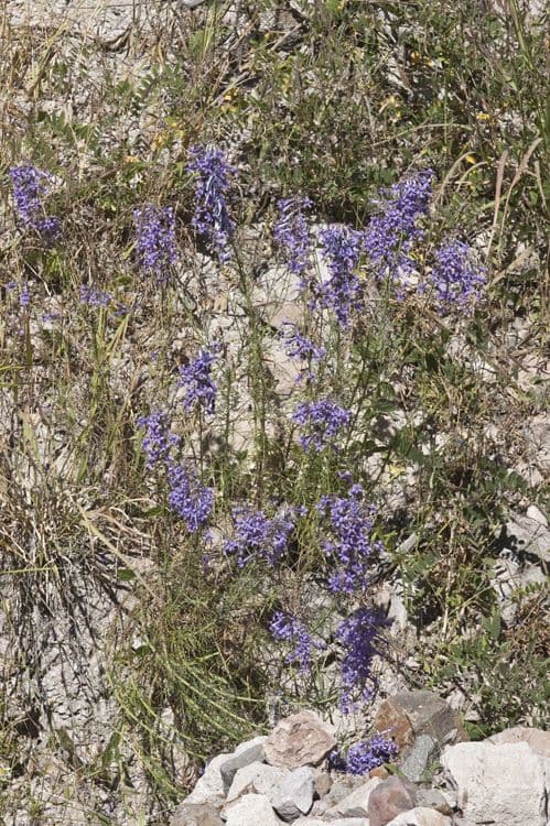 Ipomopsis 6