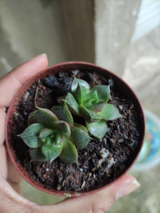 Echeveria 8