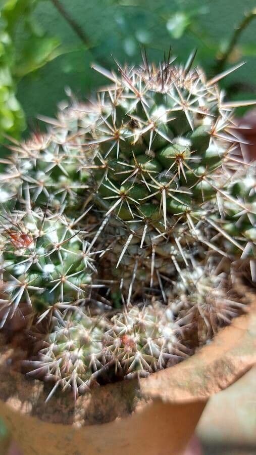 Mammillaria 17