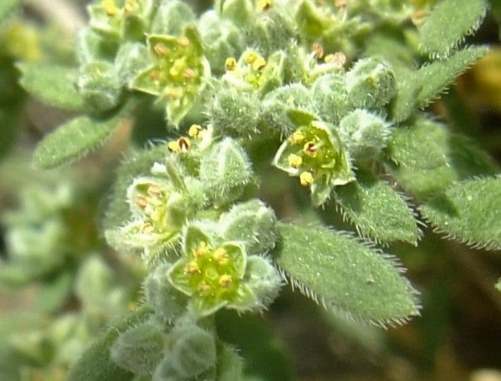 Herniaria hirsuta 6