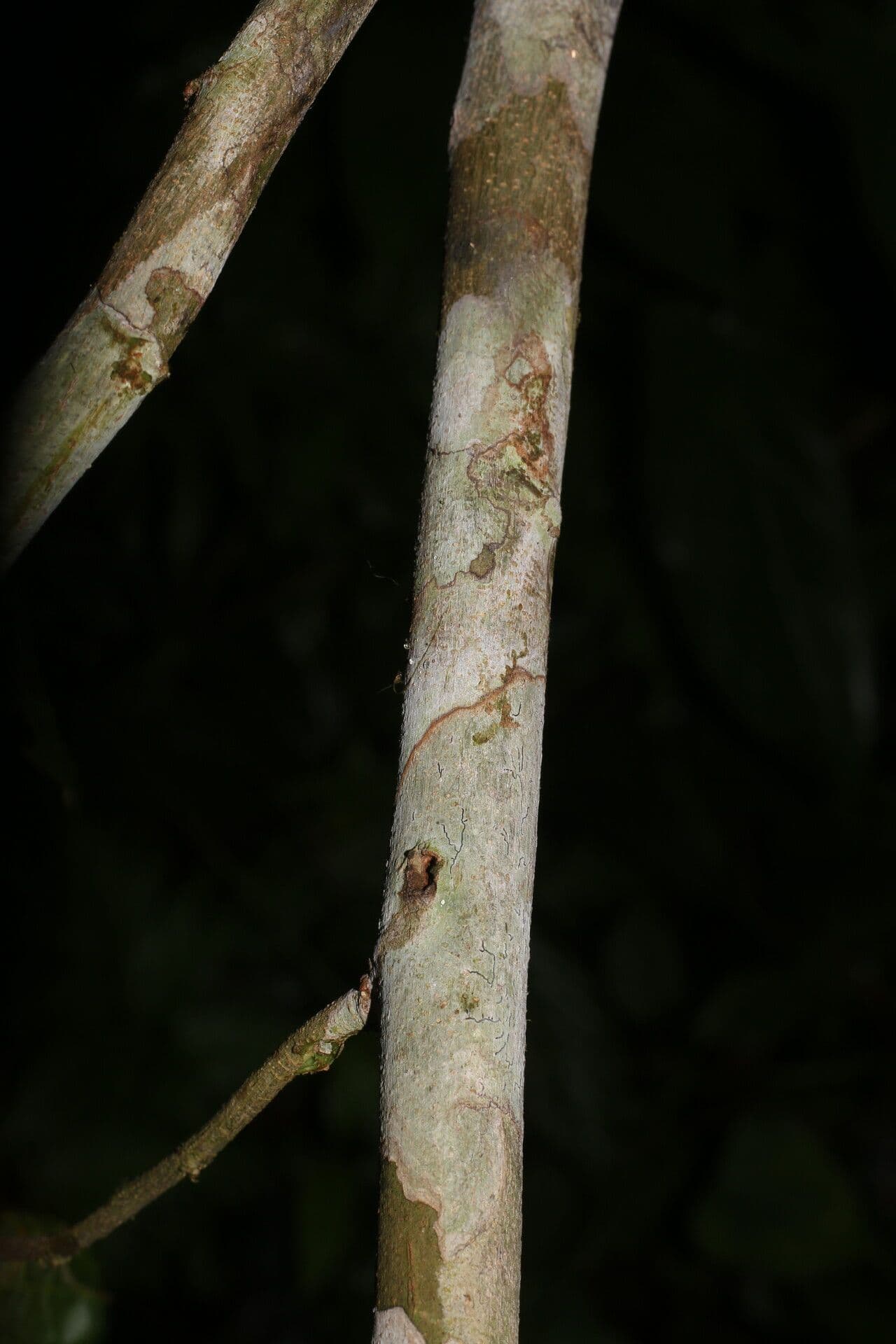 Celtis 9