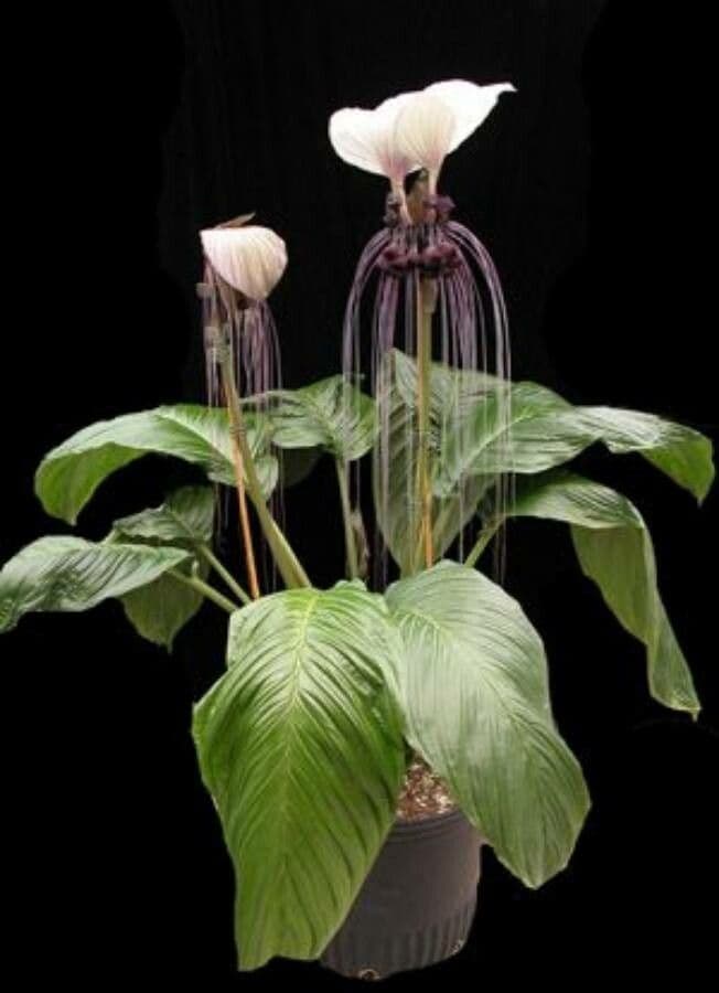 Tacca 11