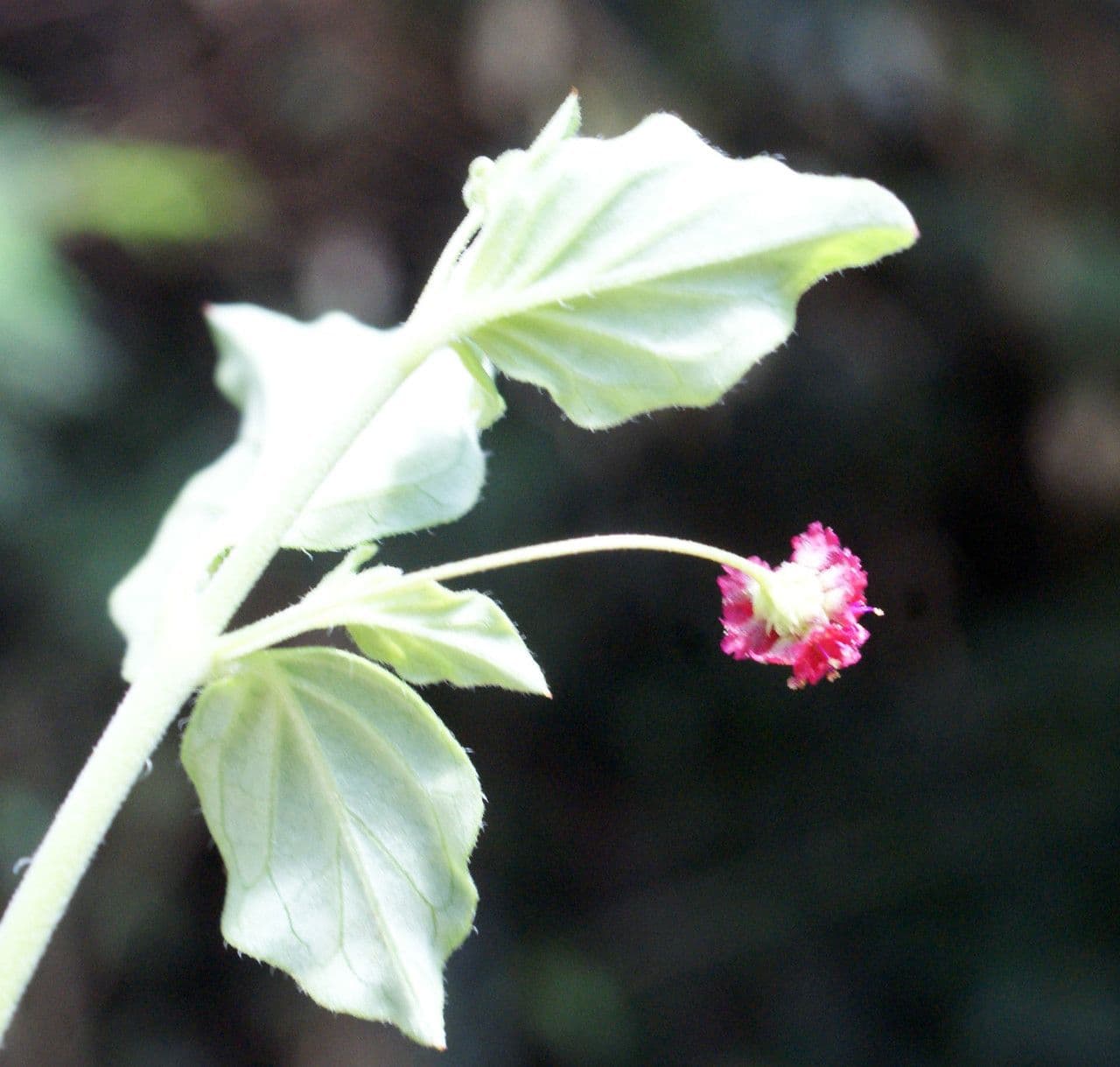 Boerhavia diffusa 32