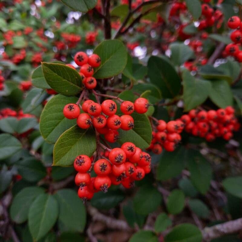 Cotoneaster glauque