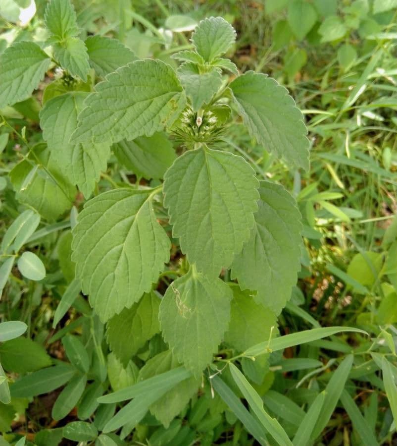 Leucas 2