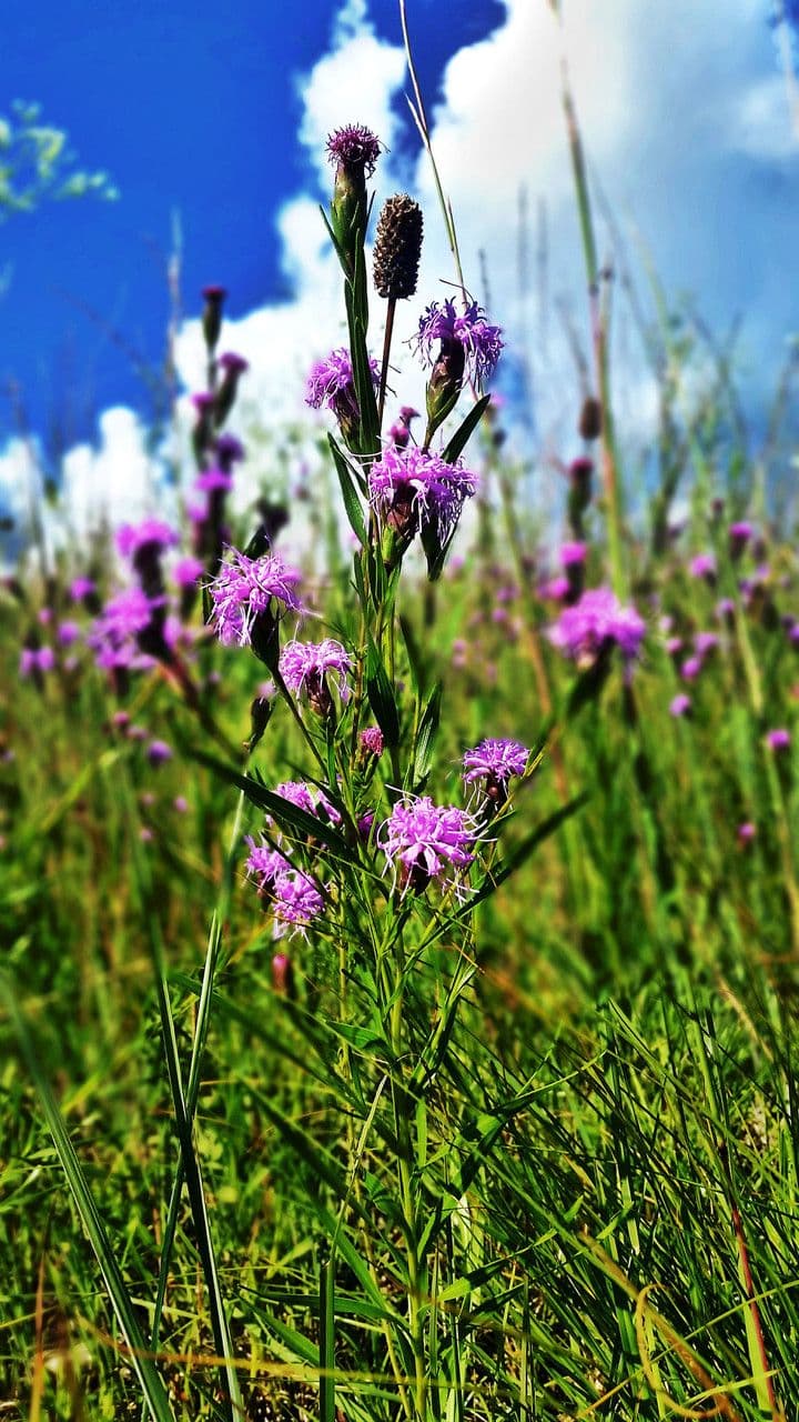 Liatris cilindrica 6