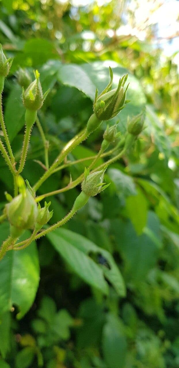 Rosa multiflora 27