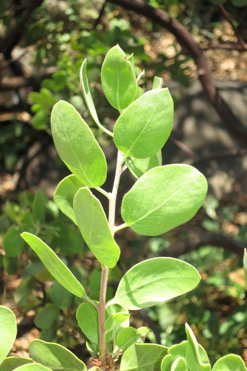Manzanita 27