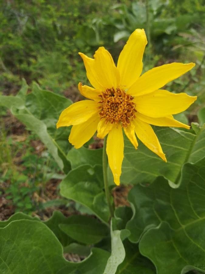 Pfeilblatt-Balsamwurzel 3
