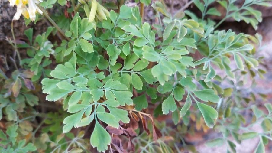 Corydalis blanca 17