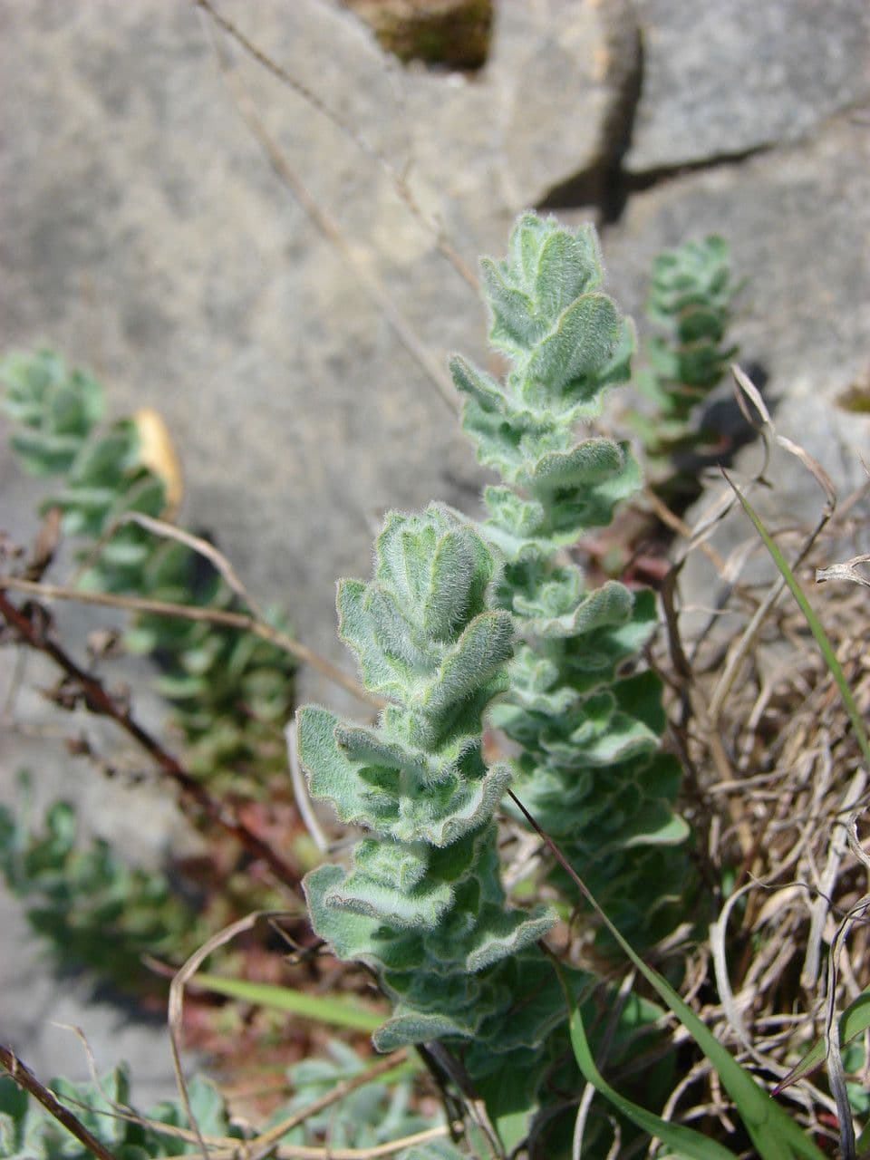 Filziges Johanniskraut 8