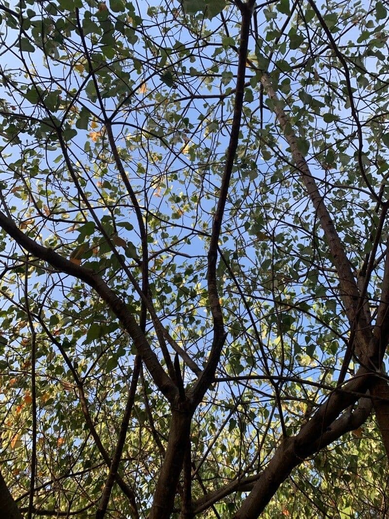 Croton 13