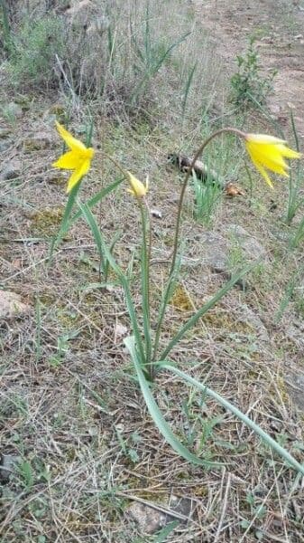 Tulipano selvatico 23