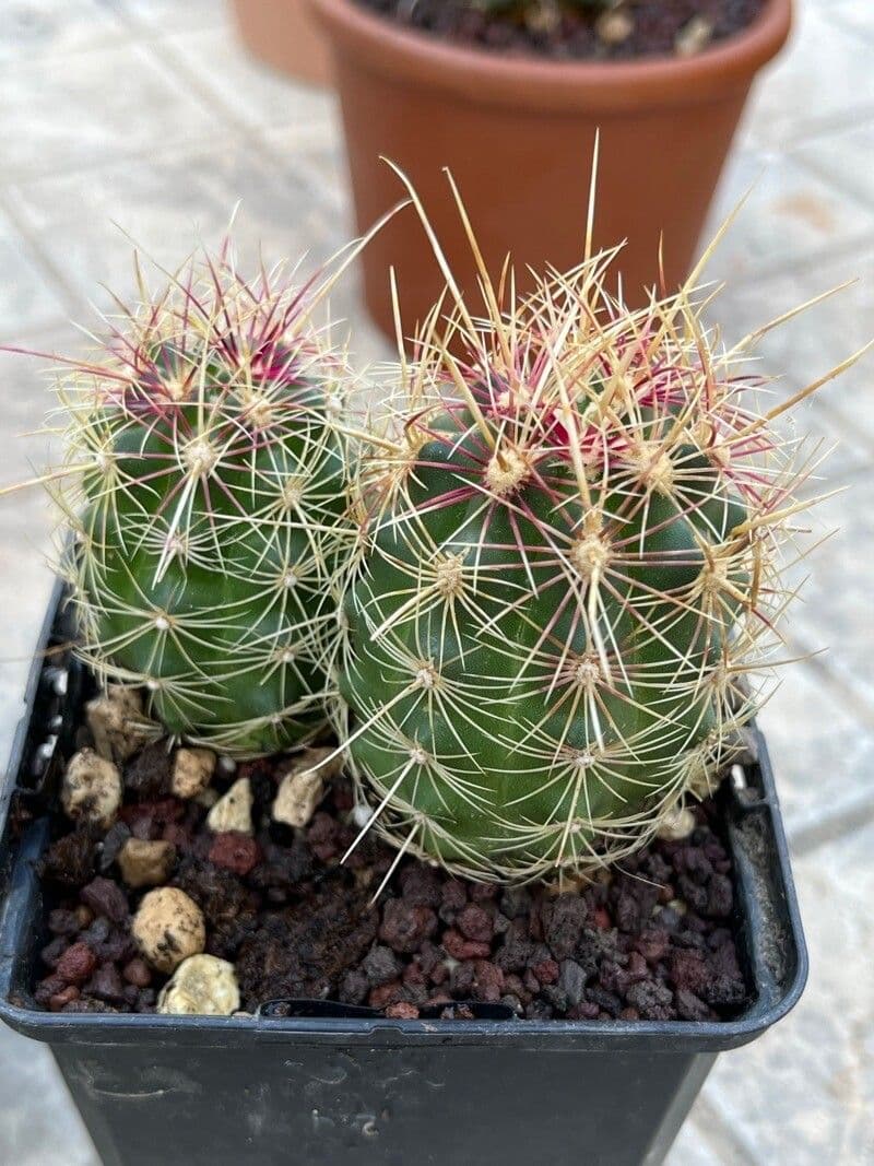 Thelocactus bicolor 8