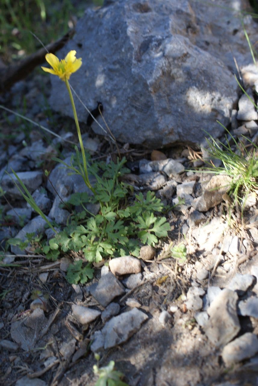 Ranunculus sprunerianus 6