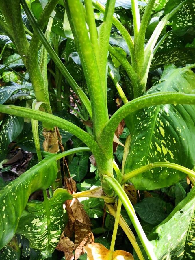 Dieffenbachia 19