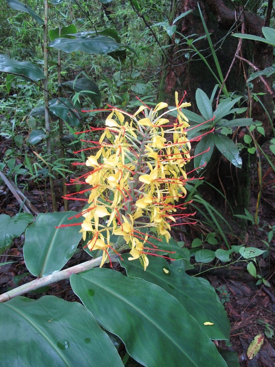 Zázvorník gardnerov 13